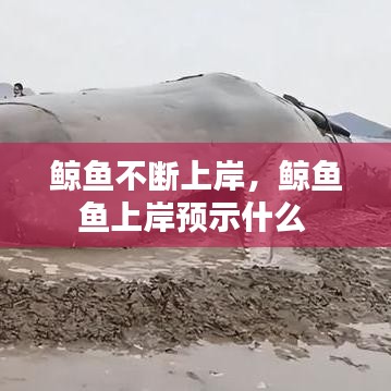 资质认证 第94页