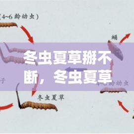 冬虫夏草掰不断，冬虫夏草断面 