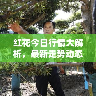 红花今日行情大解析，最新走势动态一网打尽！