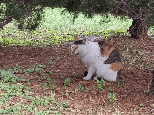 狗尾续貂 第3页