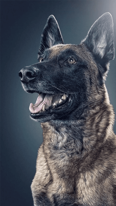 猛犬俱乐部官方下载和惠管家激活码,创新性方案解析|进阶版1_v2.957